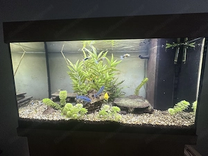 Aquarium Fische - Buntbärsche, Zierfische,  Wels,  Bild 3