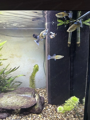 Aquarium Fische - Buntbärsche, Zierfische,  Wels,  Bild 2