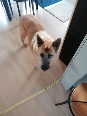 Suche schöne Mietohnung in Feldkirch 