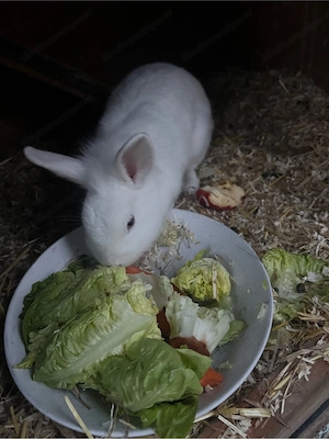 Löwenkopf Kaninchen zu verschenken Bild 2