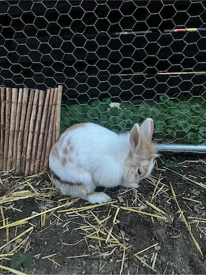 Löwenkopf Kaninchen zu verschenken Bild 3