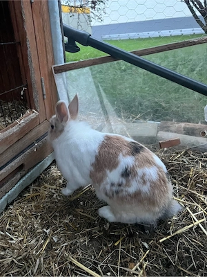 Löwenkopf Kaninchen zu verschenken Bild 4