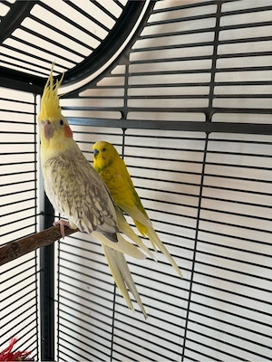 Vogelkäfig und 2 Vögel zu verkaufen  Bild 2