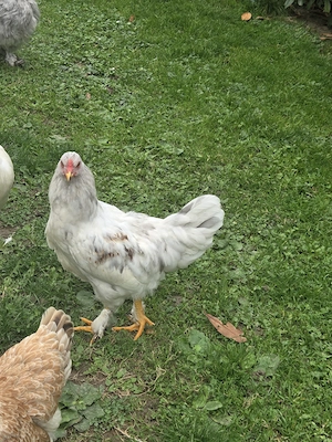 Brahma Araucana-Mix Hahn sucht neues zuhause Bild 3