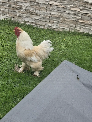 Brahma Araucana-Mix Hahn sucht neues zuhause Bild 4