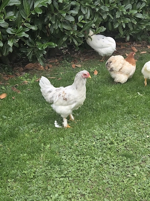 Brahma Araucana-Mix Hahn sucht neues zuhause Bild 2