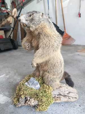 Tierpräparate Murmeltiere