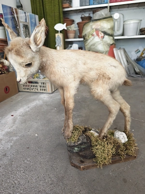 Tierpräparat Gamskitz