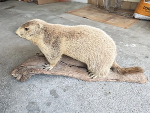 Tierpräparate Murmeltiere Bild 2