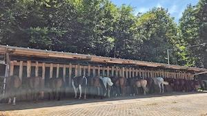 Einstellplatz beim Laufstall am Kumma zu vergeben Bild 2