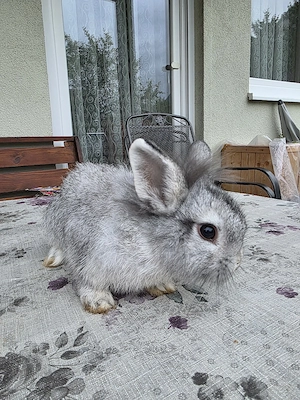 Kaninchen  Bild 3