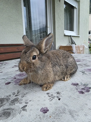 Kaninchen  Bild 2