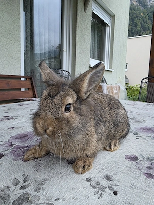 Kaninchen 