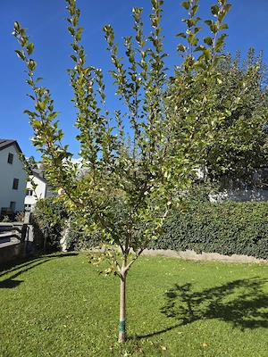 Apfelbaum  Herzäpfel Bild 3
