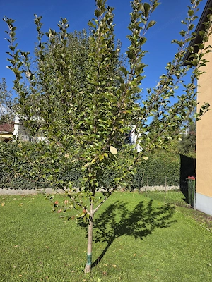 Apfelbaum  Herzäpfel Bild 2