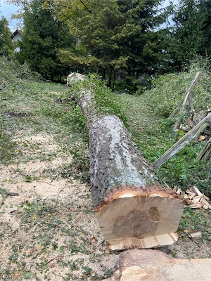Brennholz   Birke Bild 2