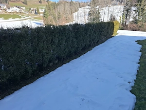 Thujen-Hecke Bild 2
