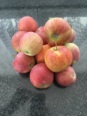 Spalierobstbäume  Bild 8