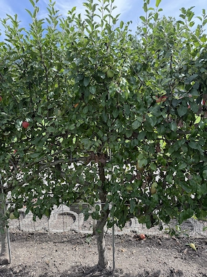 Spalierobstbäume  Bild 5