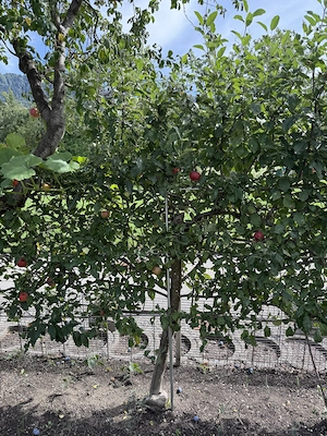 Spalierobstbäume  Bild 6