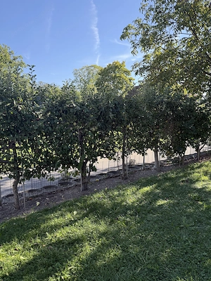 Spalierobstbäume  Bild 2