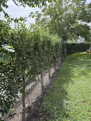 Spalierobstbäume  Bild 7