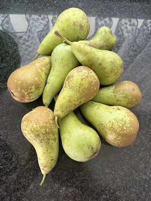 Spalierobstbäume  Bild 9