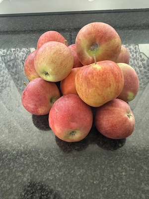 Spalierobstbäume  Bild 10