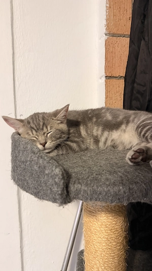 Liebevolle junge Katze sucht ein neues Zuhause  Bild 2