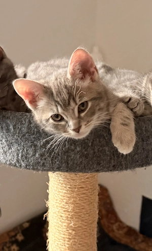 Liebevolle junge Katze sucht ein neues Zuhause  Bild 3