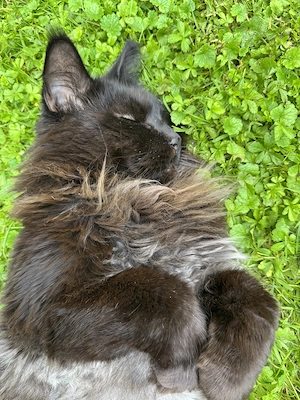 Katze sucht liebevolles Zuhause Bild 3