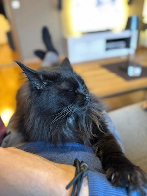 Katze sucht liebevolles Zuhause Bild 4