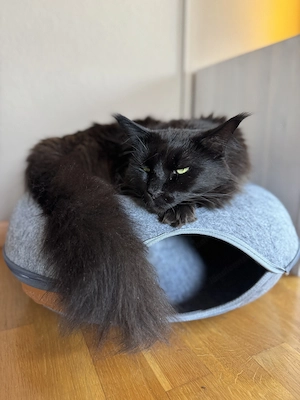 Katze sucht liebevolles Zuhause Bild 5