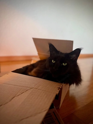 Katze sucht liebevolles Zuhause Bild 2