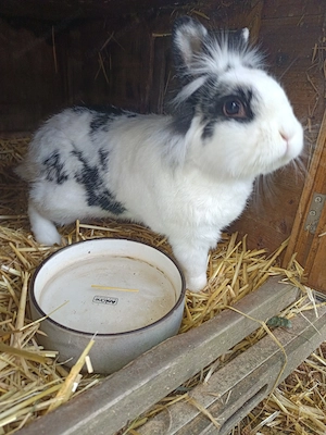 Zwergkaninchen James Bild 2