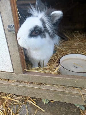 Zwergkaninchen James Bild 3