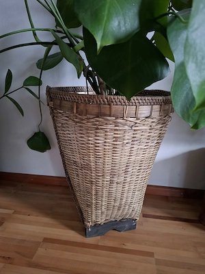 Zimmerpflanze "Fensterblatt" zu verkaufen Bild 3