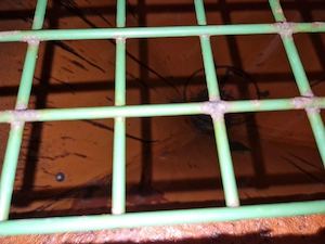 Salzstreuer Amazone Bild 4