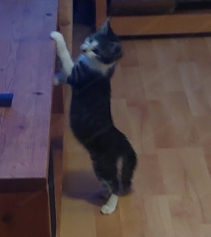 I   Süßer, verspielter Kater sucht ein liebevolles Zuhause Bild 2