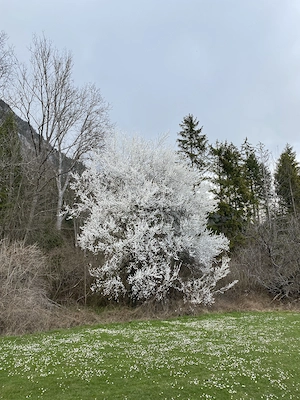 Innsbruck Kranebeitten