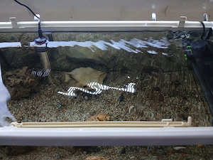 Aquarium mit Fischen  Bild 2