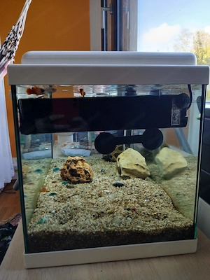 Aquarium mit Fischen  Bild 5