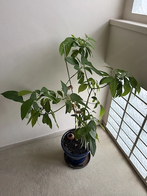 selbstgezogene ca. 4jährige Avocado-Pflanze mit Topf Bild 2