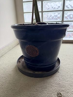 selbstgezogene ca. 4jährige Avocado-Pflanze mit Topf Bild 3