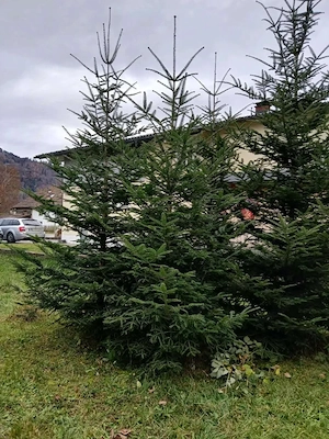 Weihnachtsbaum Christbaum ab 3 m bis ca. 8 m Bild 3