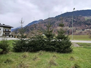 Weihnachtsbaum Christbaum ab 3 m bis ca. 8 m Bild 4
