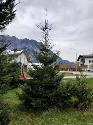 Weihnachtsbaum Christbaum ab 3 m bis ca. 8 m Bild 2