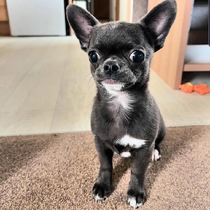 Entzückendes weibliches Chihuahua-Welpenmädchen sucht ein liebevolles Zuhause. Bild 2