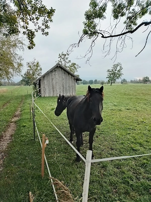 Pflegebeteiligung für zwei charakterstarke Pferde  Bild 3