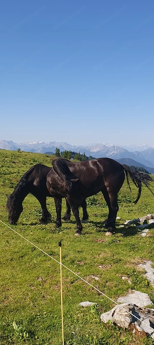 Pflegebeteiligung für zwei charakterstarke Pferde  Bild 5